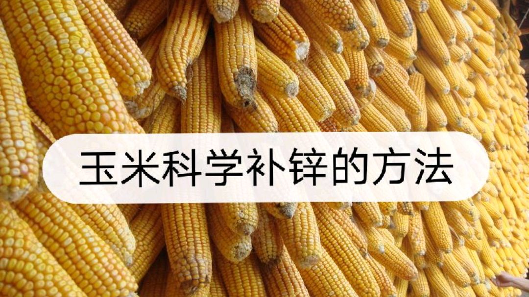 玉米高产秘籍:科学补锌肥,防病又增产!