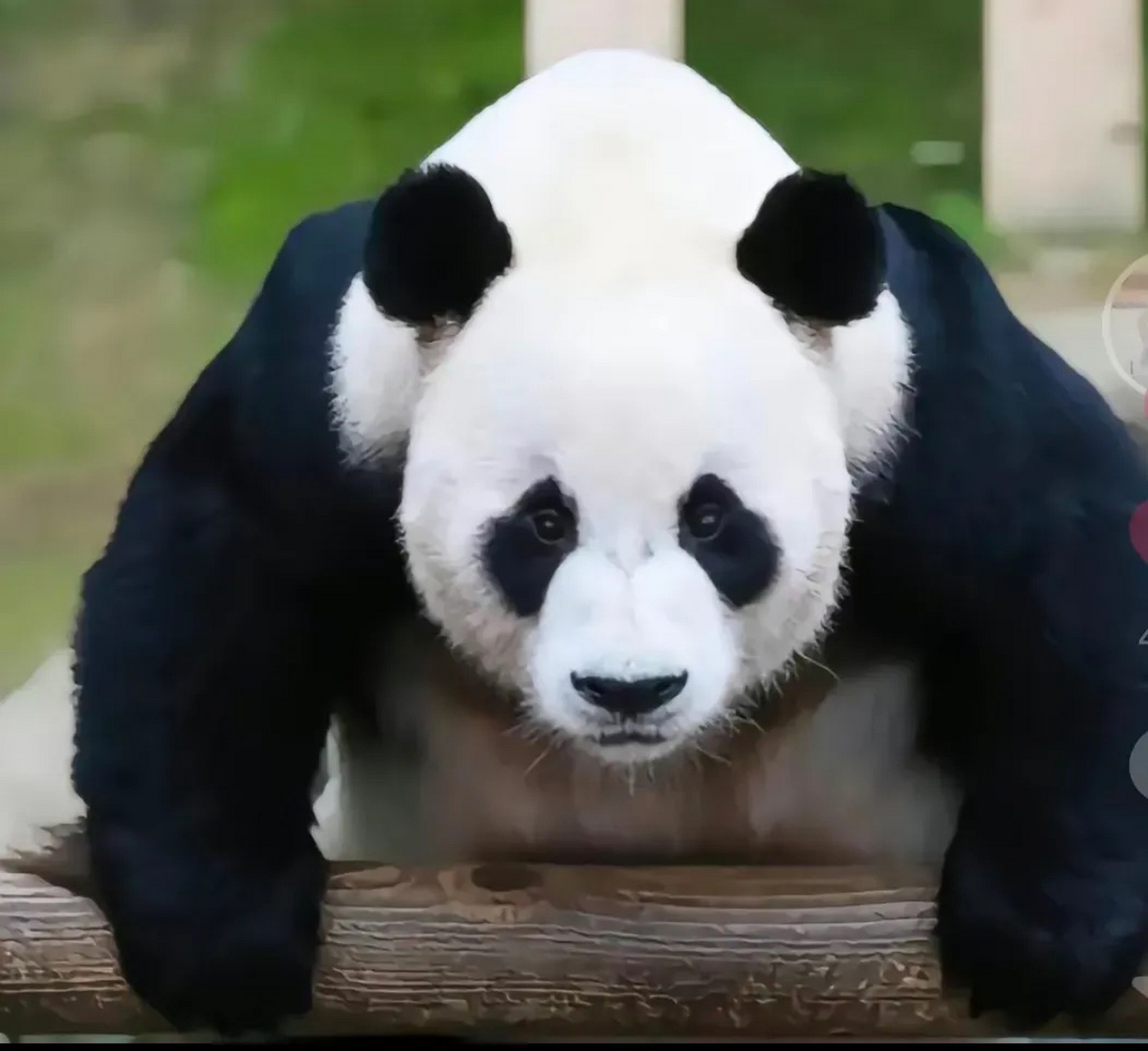 乐宝小时候打工得配合和游客拍照.