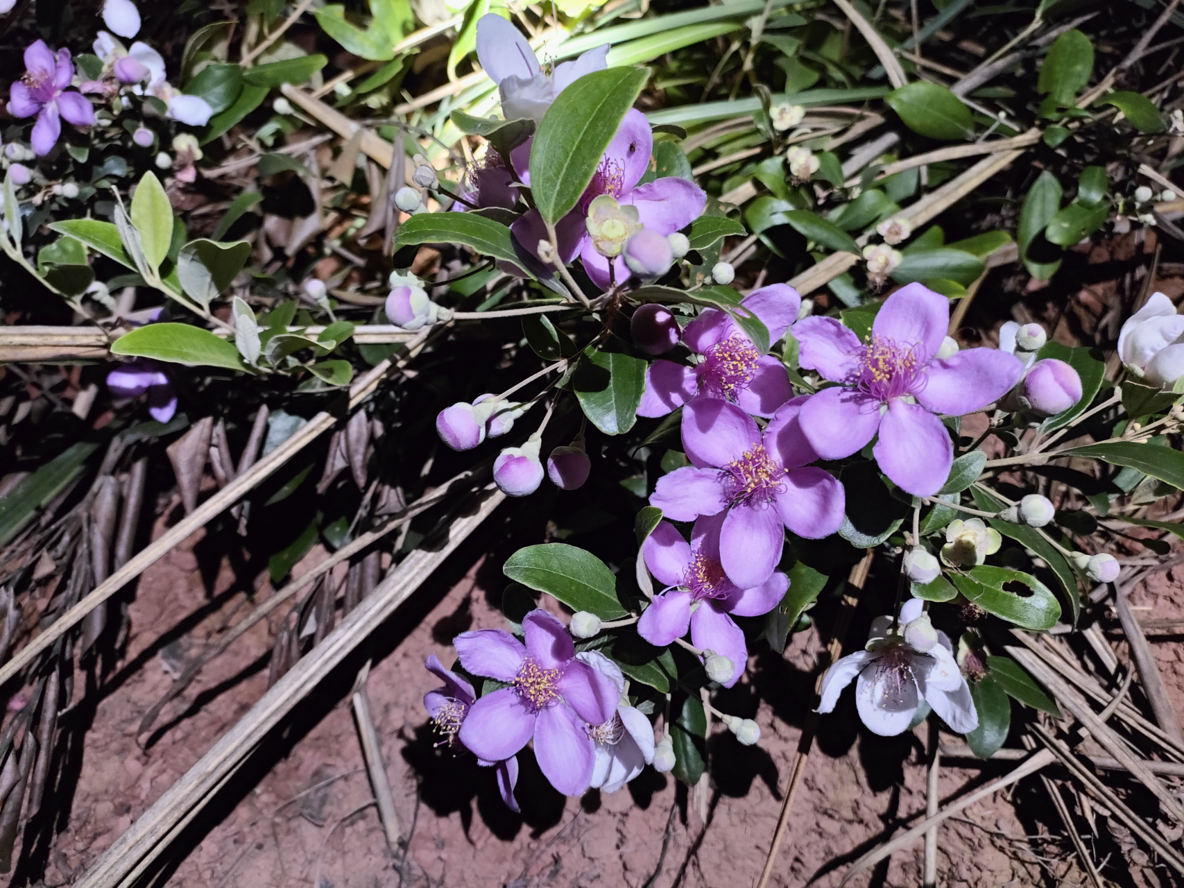 山稔子花朵,晚上拍非常的漂亮,你们认识这个稔子花吗?