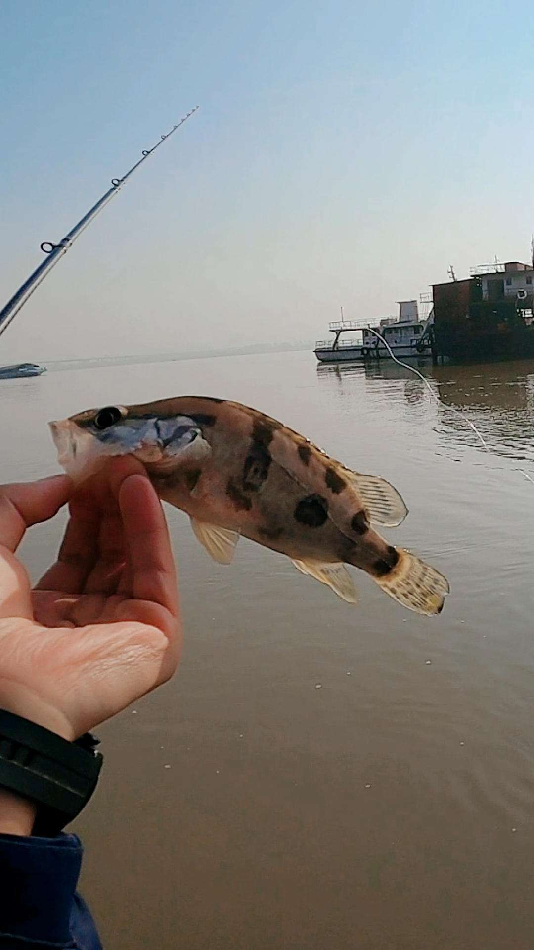 好凶的大眼鱖魚,丟下去就咬鉤了