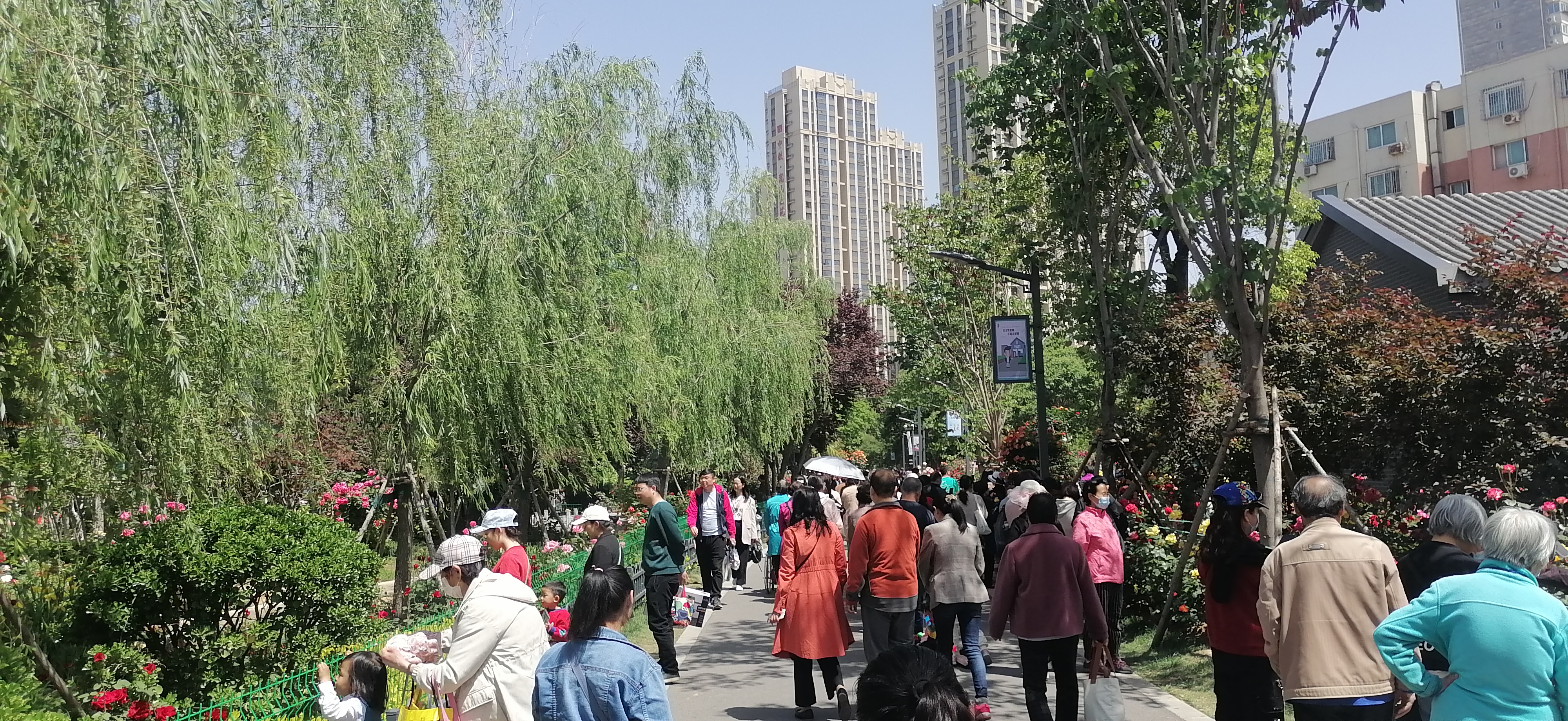 鄭州市月季公園遊覽花絮