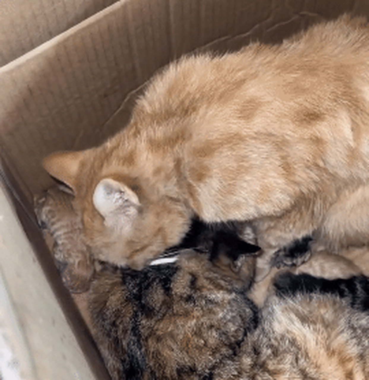 好奇害死猫#搞笑# #搞笑萌宠