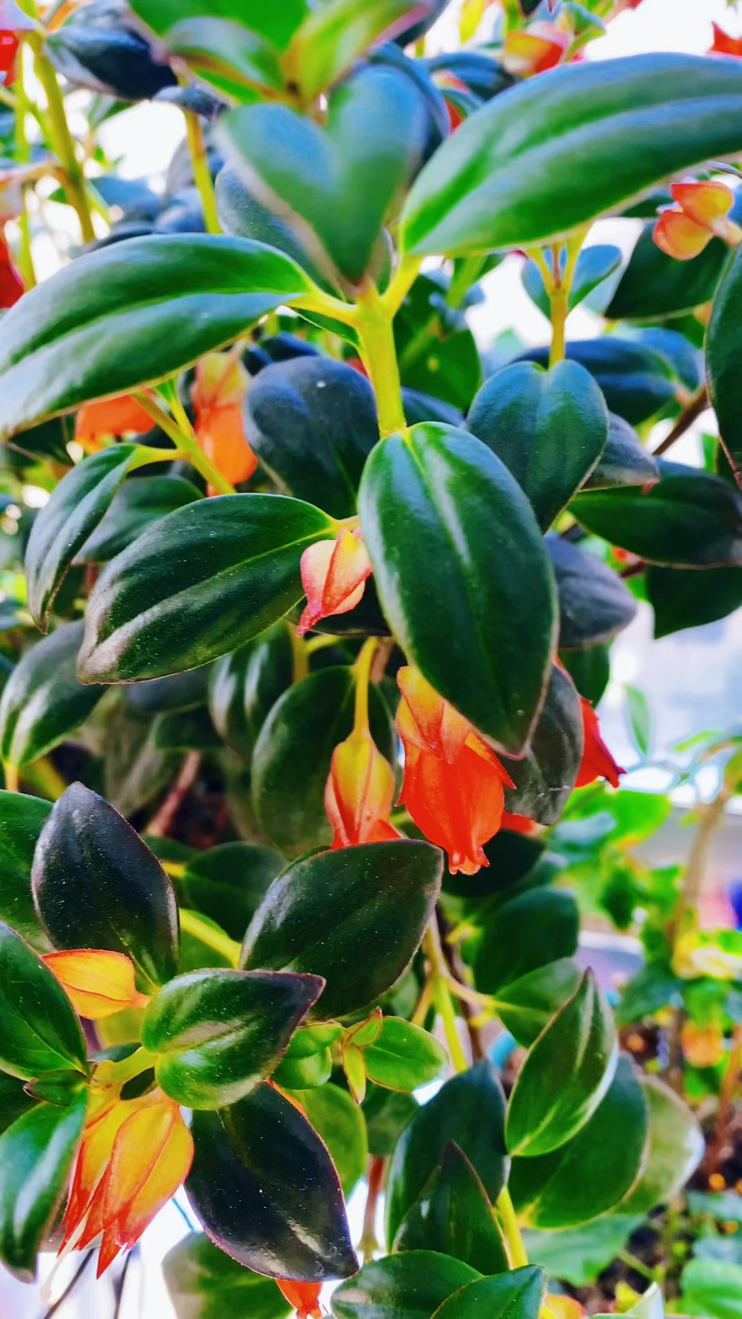 四月金鱼吊兰做好养护,花苞挂满枝头!