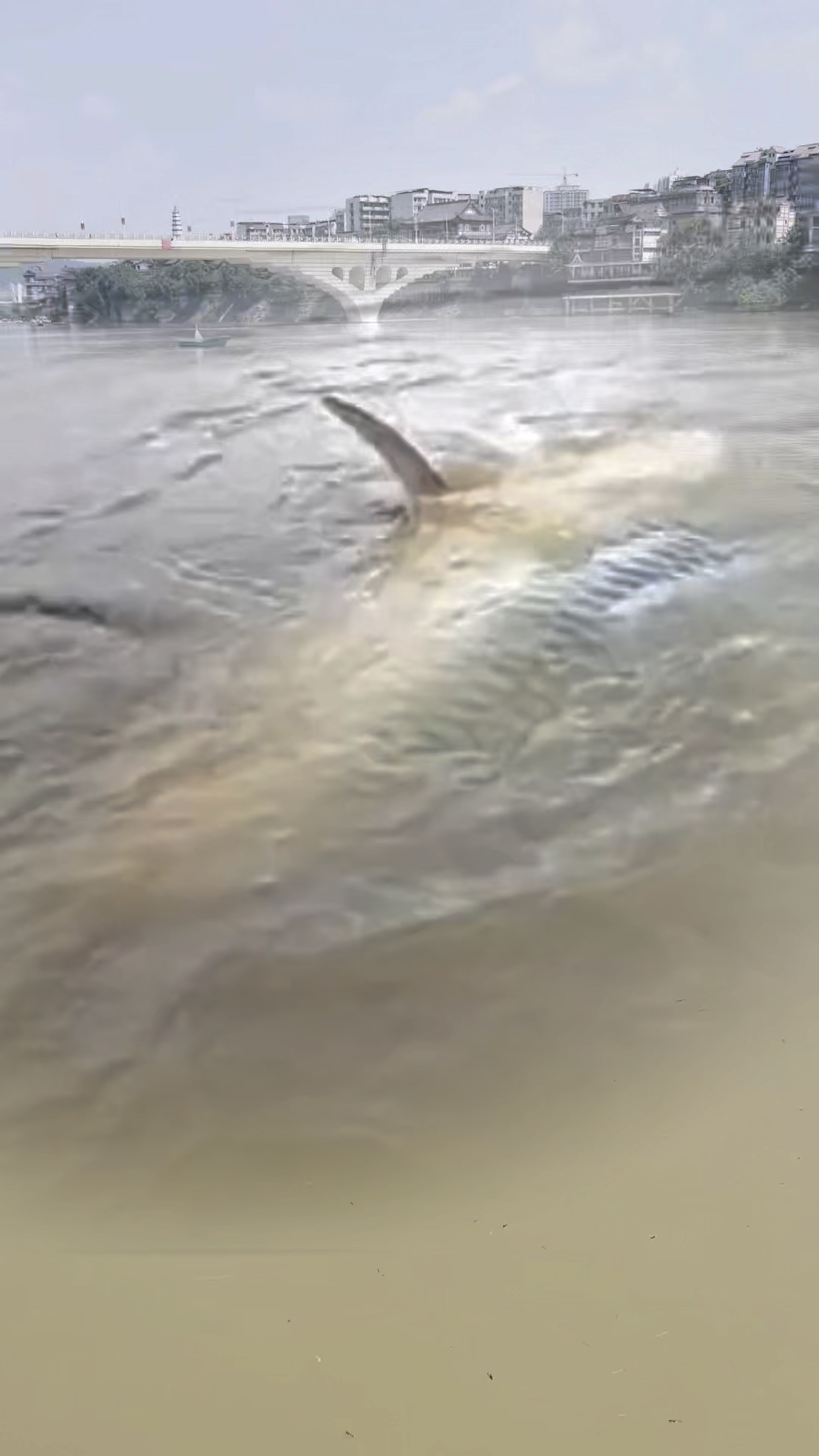 涪江一桥下涨水见大鱼