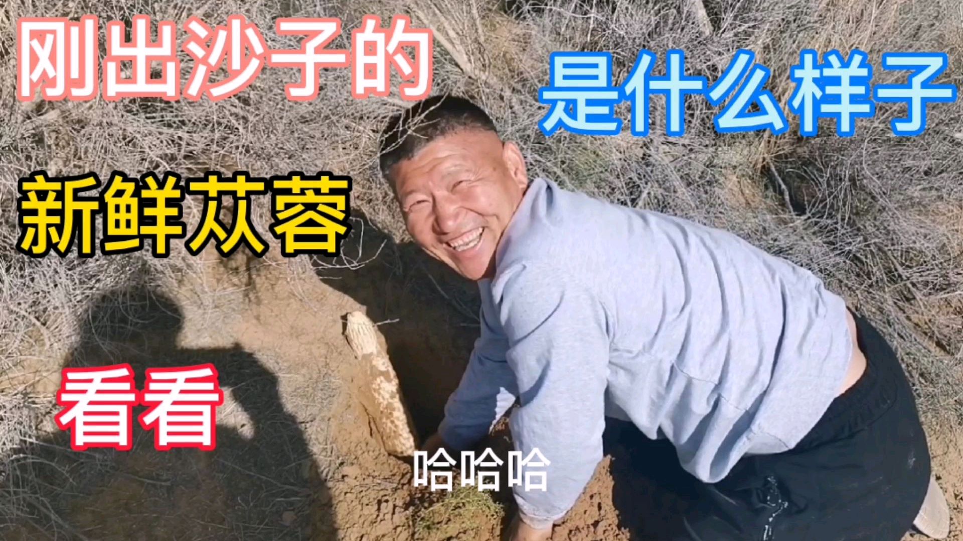 苁蓉长什么样,来到腾格里沙漠发现一根才知道