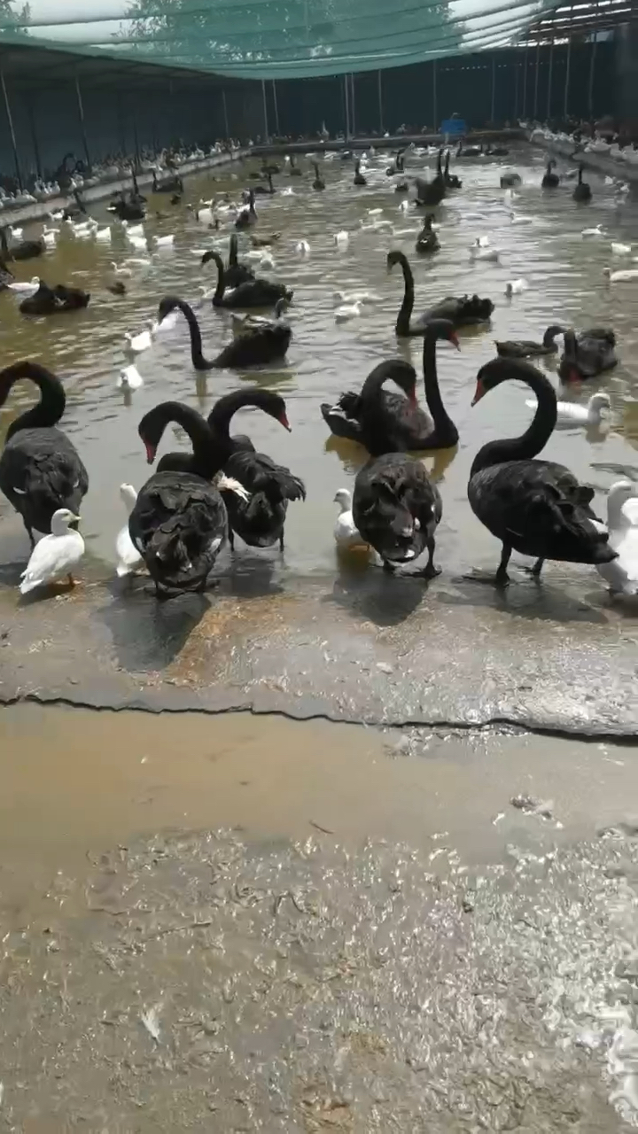黑天鹅赤麻鸭科尔鸭绿头鸭翘鼻鸭各种可爱的小鸭子