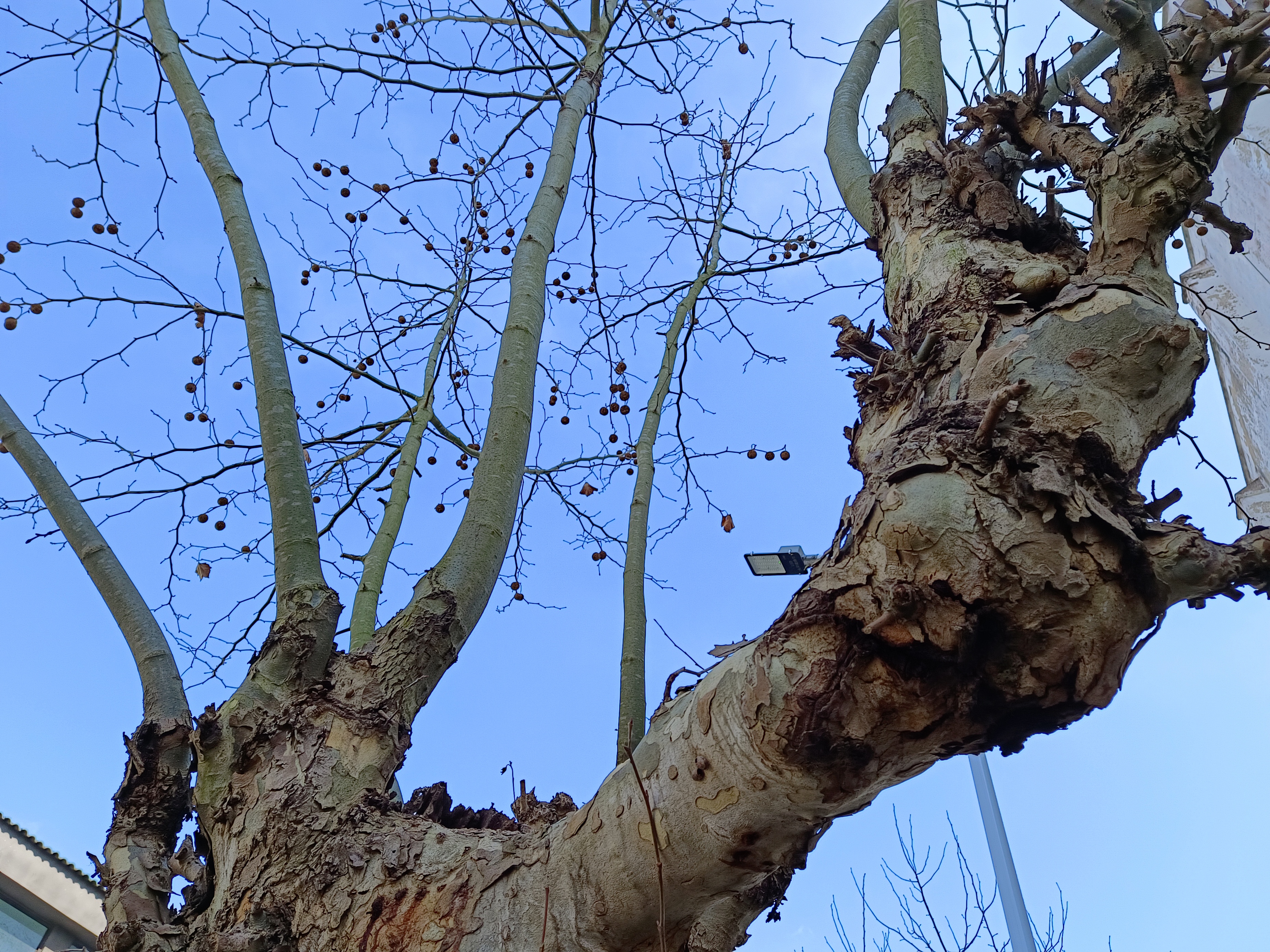 冬天的法国梧桐,叶子全部凋零,光秃秃的树枝也别有一番味道