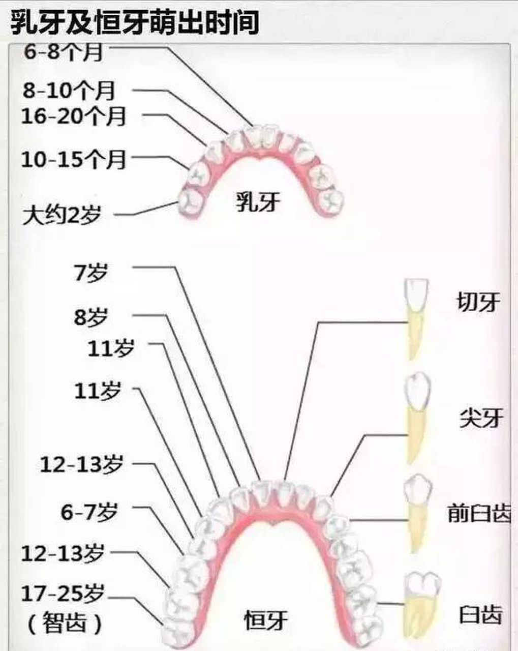 恒牙和乳牙区别图图片