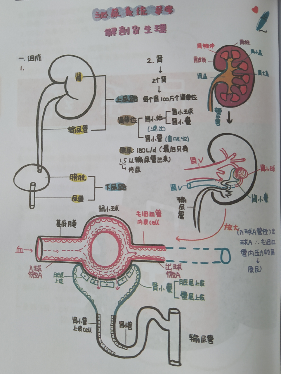 排尿过程生理图片