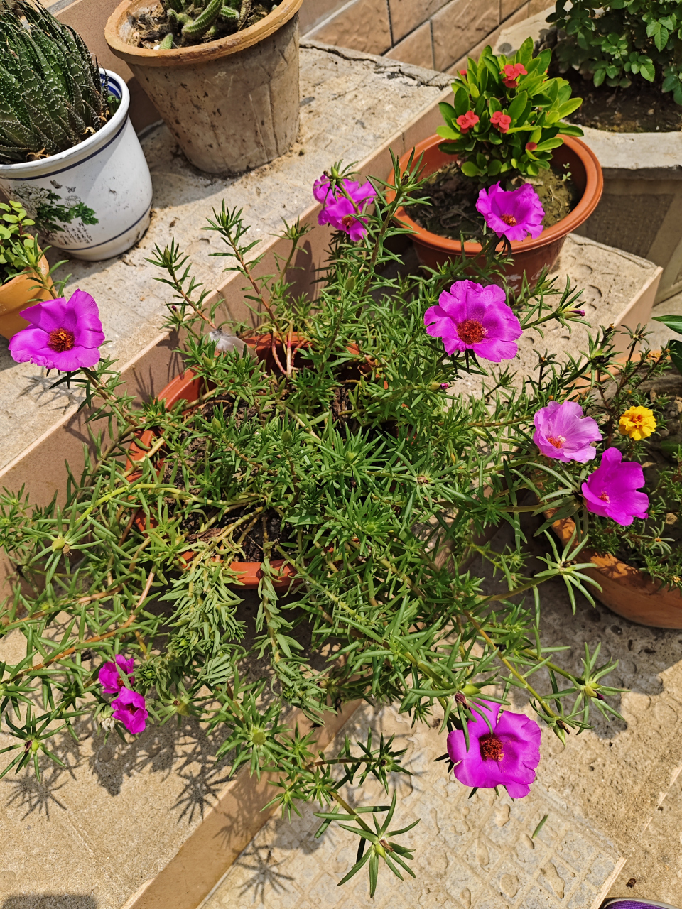 宿根太阳花开花了!