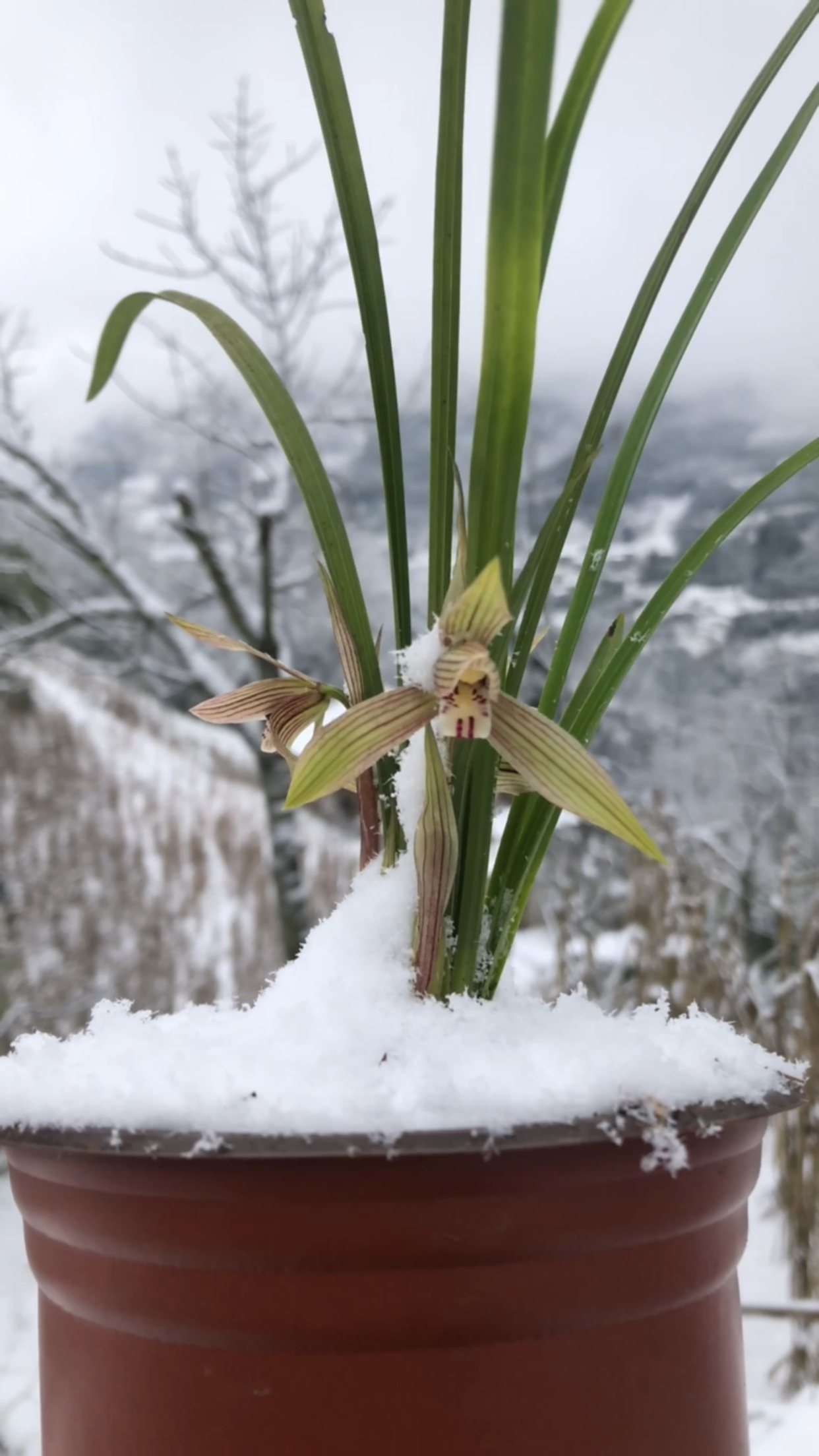 这么好看的雪景兰花你见到过吗?你是否也喜欢类似的,是否也拥有过