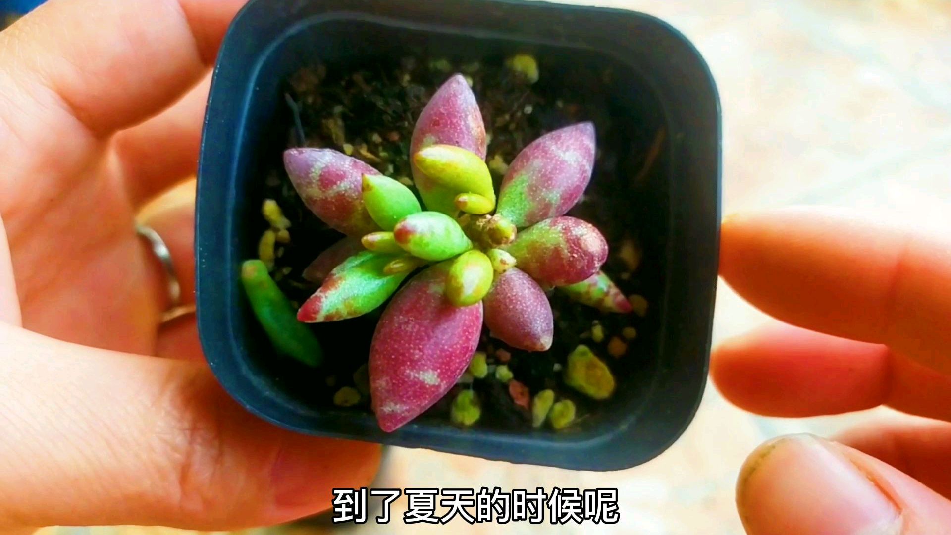 梅花鹿多肉是水泡系,颜色紫红色特别好看,看它怎么养护的吧