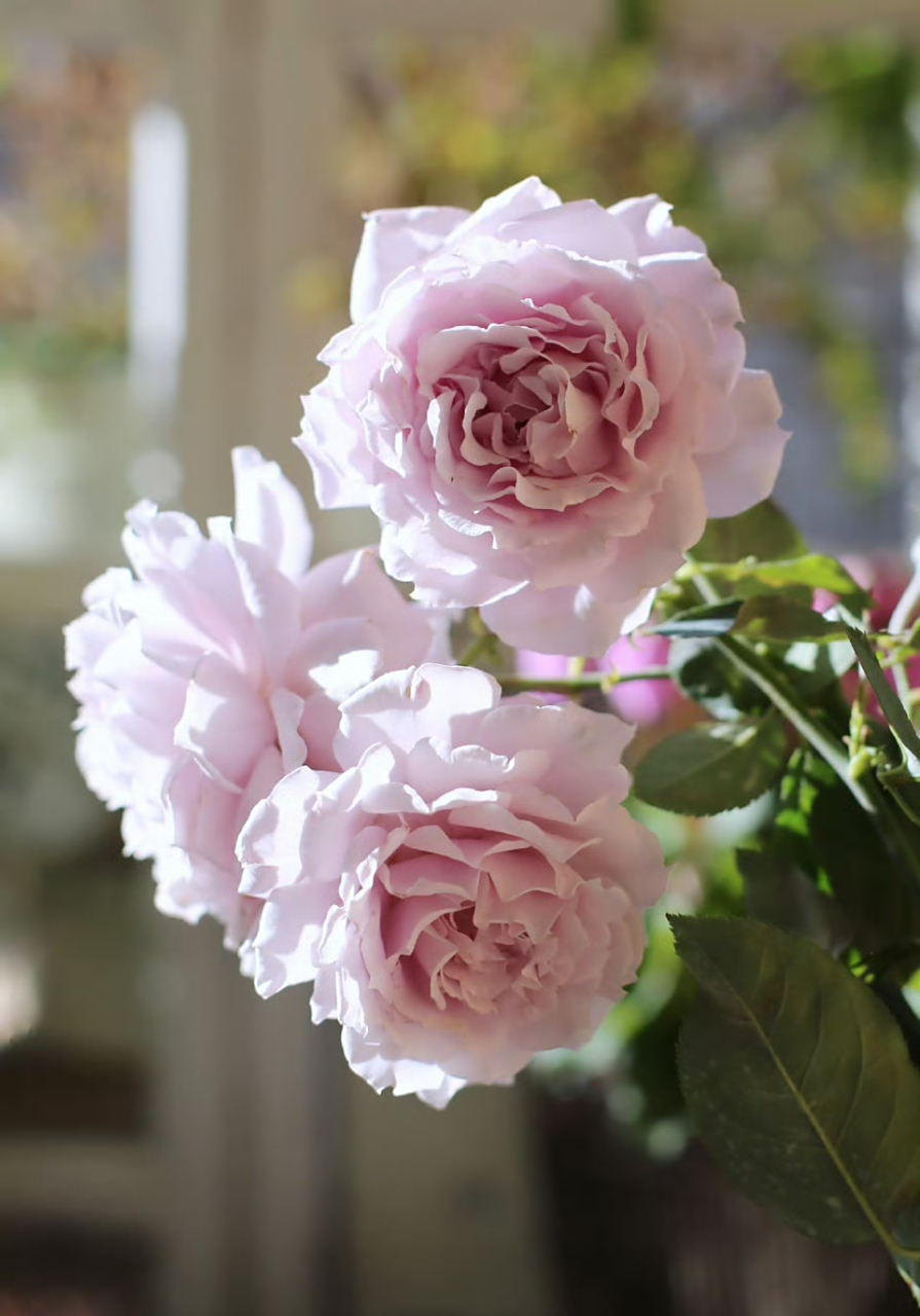 月季蜻蜓秋花,可爱的波浪边边又温柔又美,花朵标准的