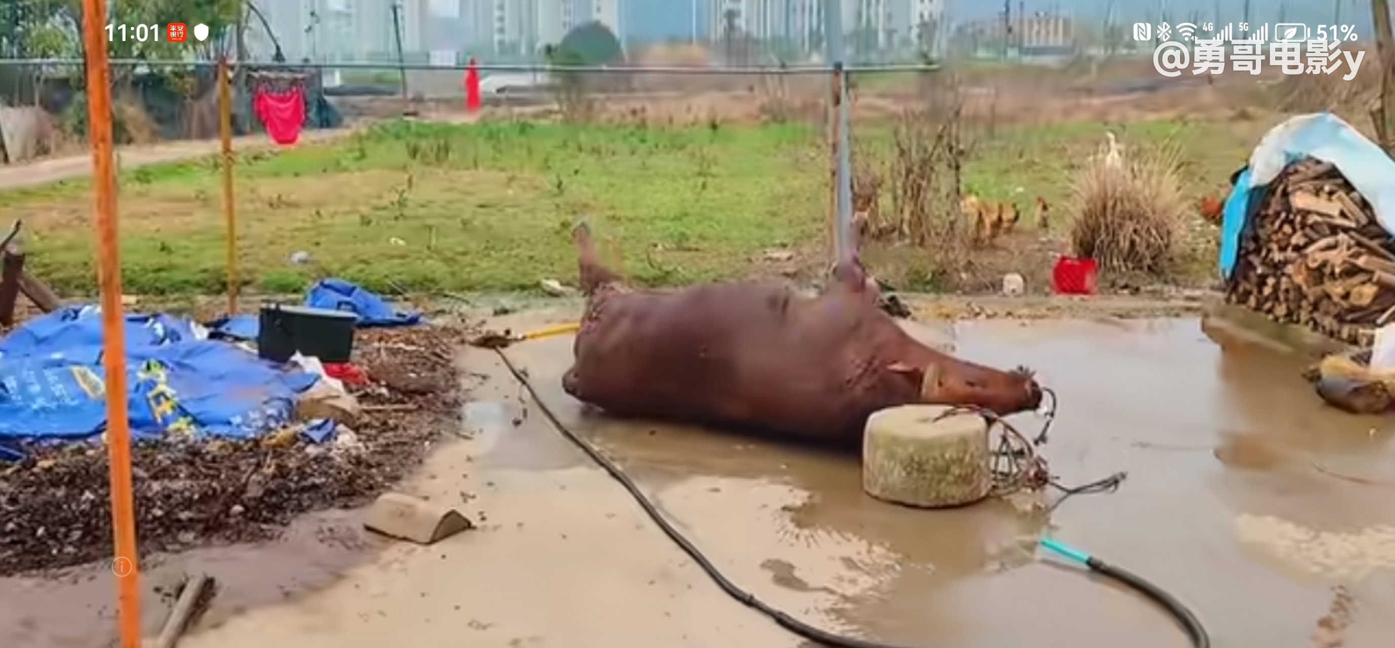 高压电杀牛,您见过吗? 自己家宰杀黄牛,不像杀鸡.