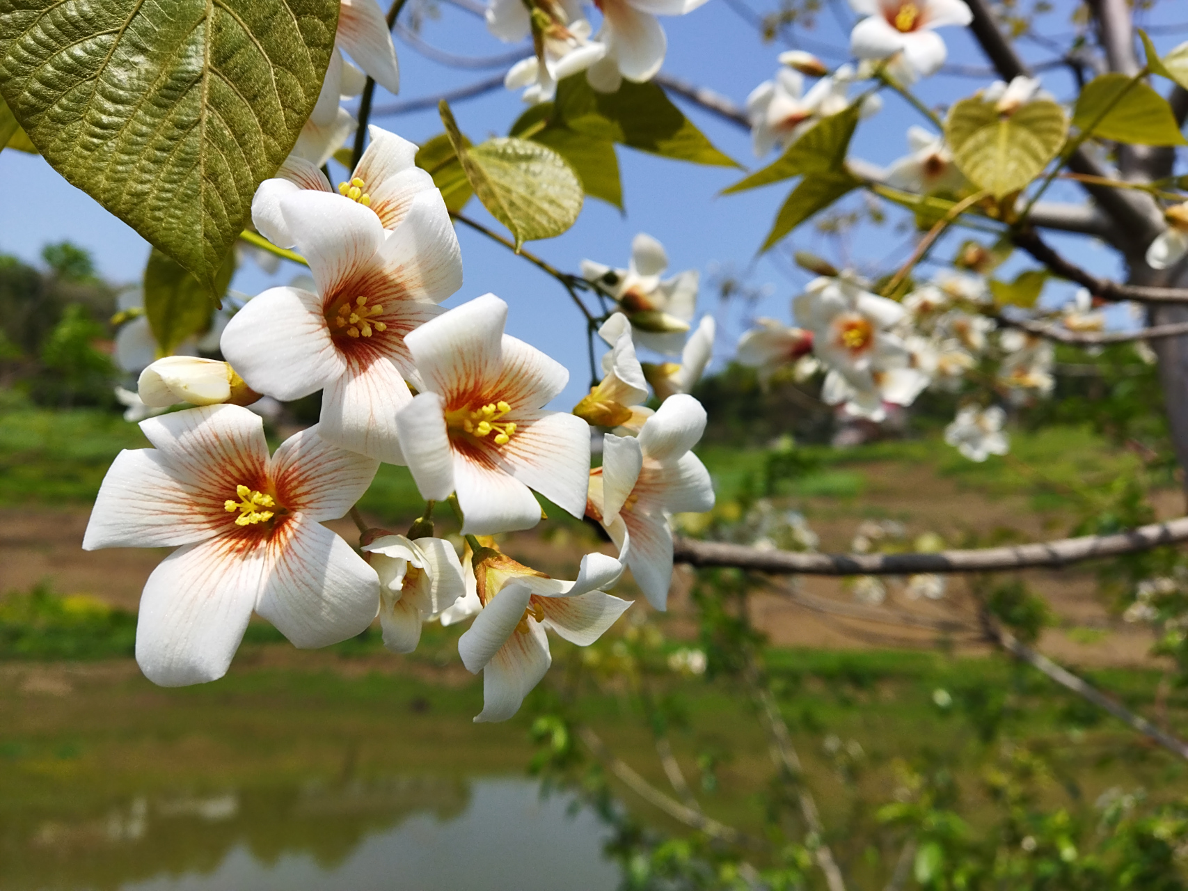 随处可见半山白,那是一片片水桐树.山下一排排农村的小别墅,炊烟袅袅.