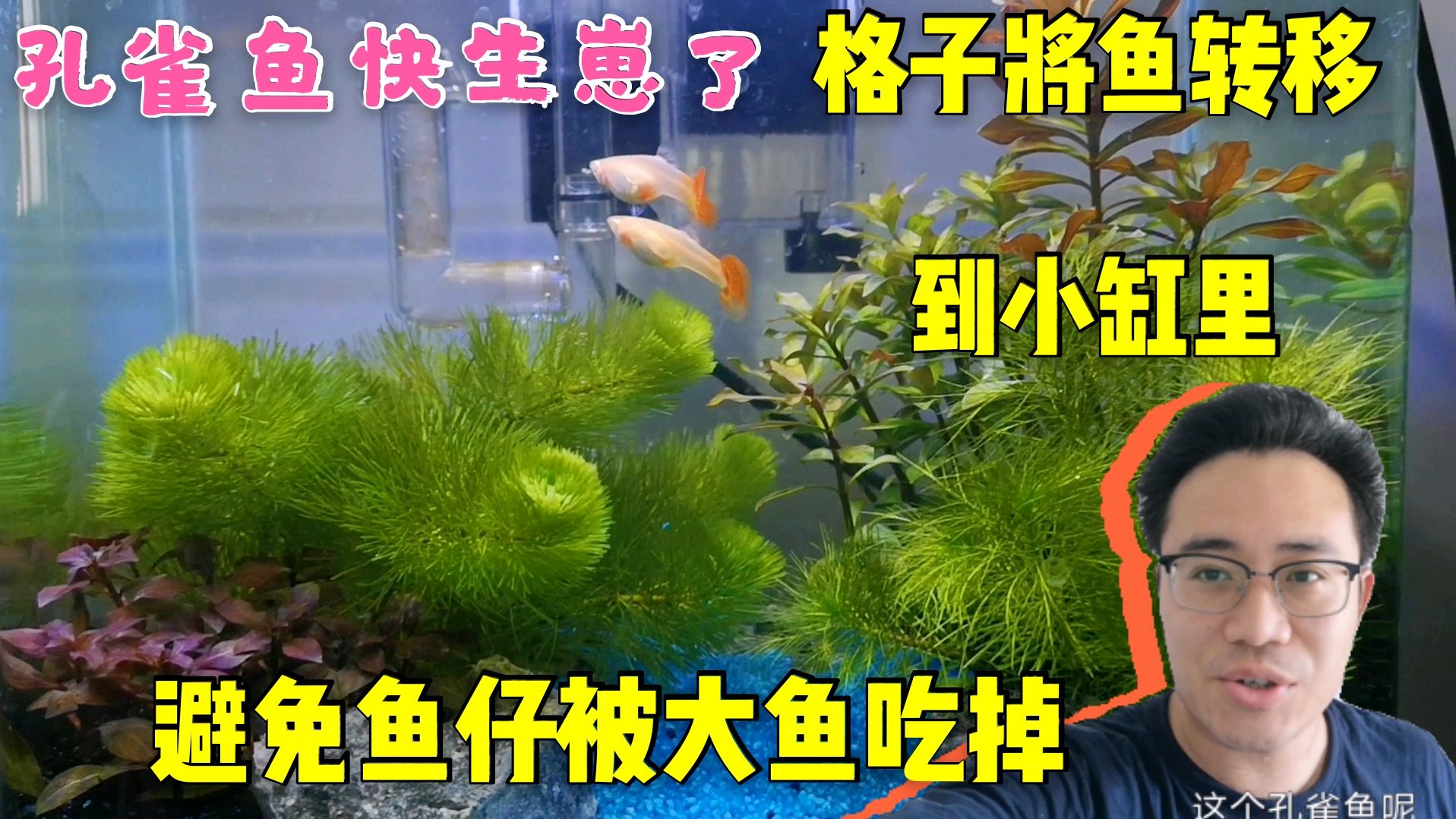 孔雀鱼肚子大了要生崽了,格子将鱼转到小缸,避免鱼崽被大鱼吃掉