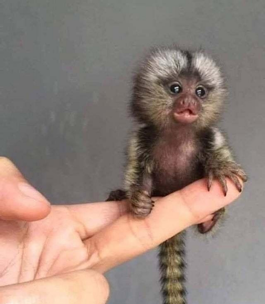 目前世界上最小的动物图片