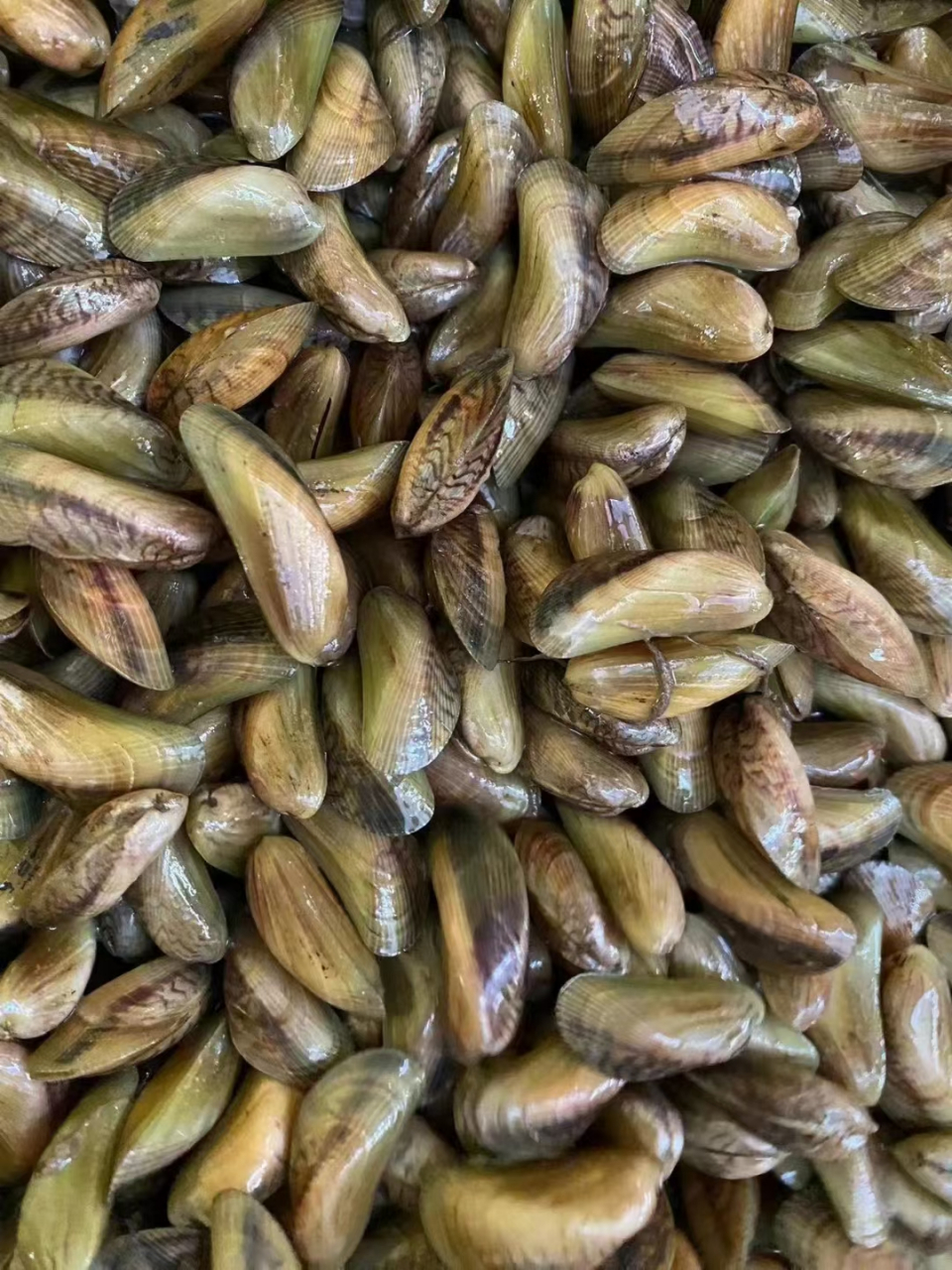 当季薄壳米,带壳,纯肉都有,很鲜甜,很好吃#海鲜