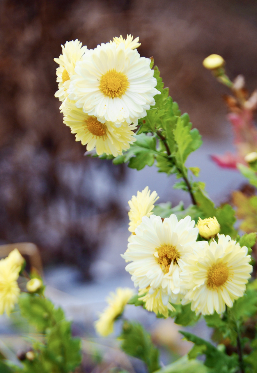 杭白菊,温温柔柔的颜色好迷人. #花# #摄影# #美丽世界