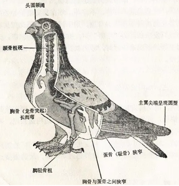 鸽子雌雄脚趾 公母图片