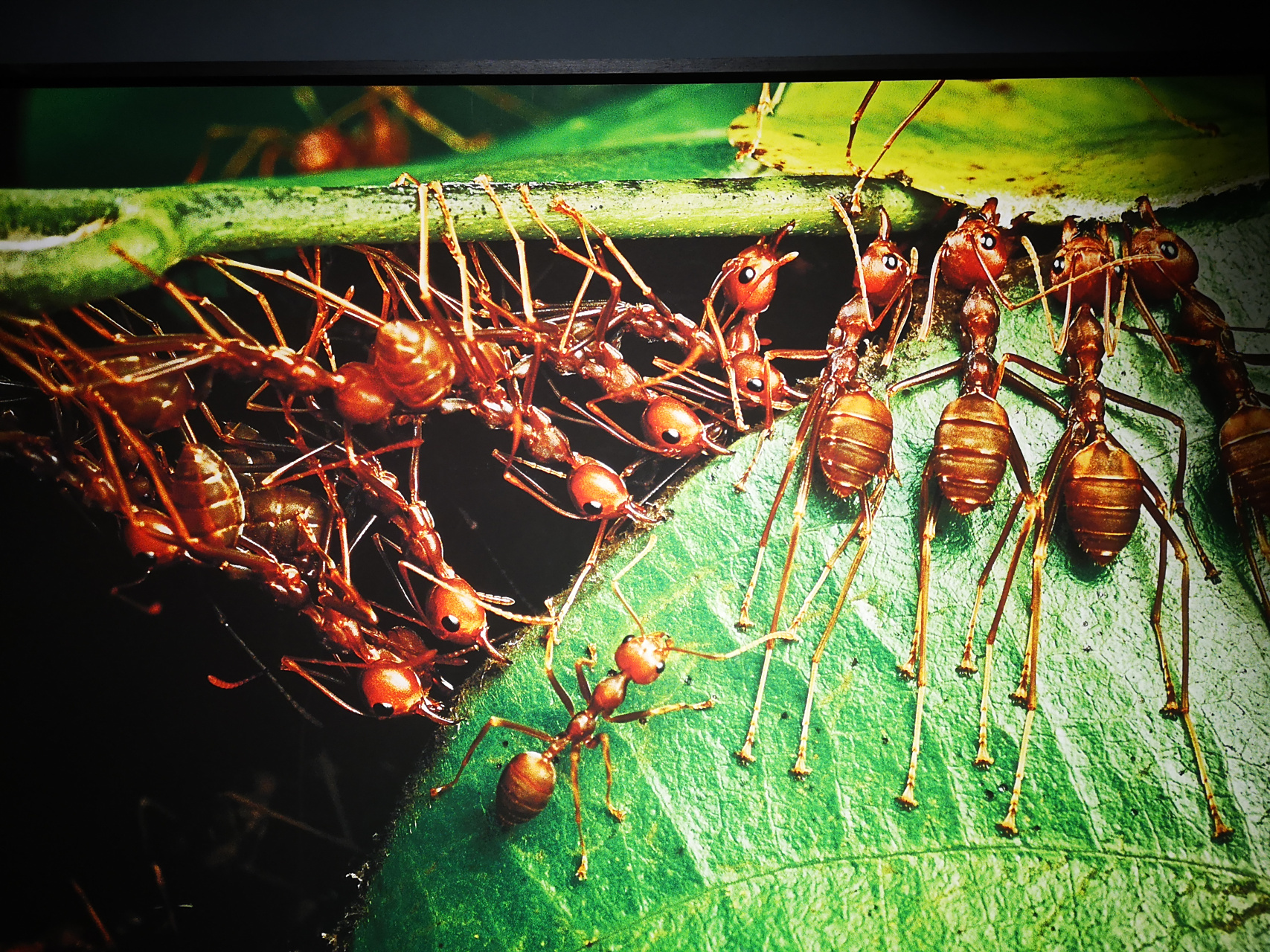 镜头下的微生物,在群体协作能力上,蚂蚁远远超越人类.