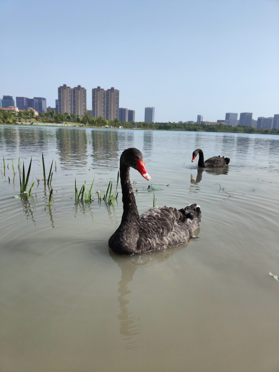 每到週末,嘉興各大公園熱鬧非凡,秀湖更具特色,因為有黑天鵝和它的