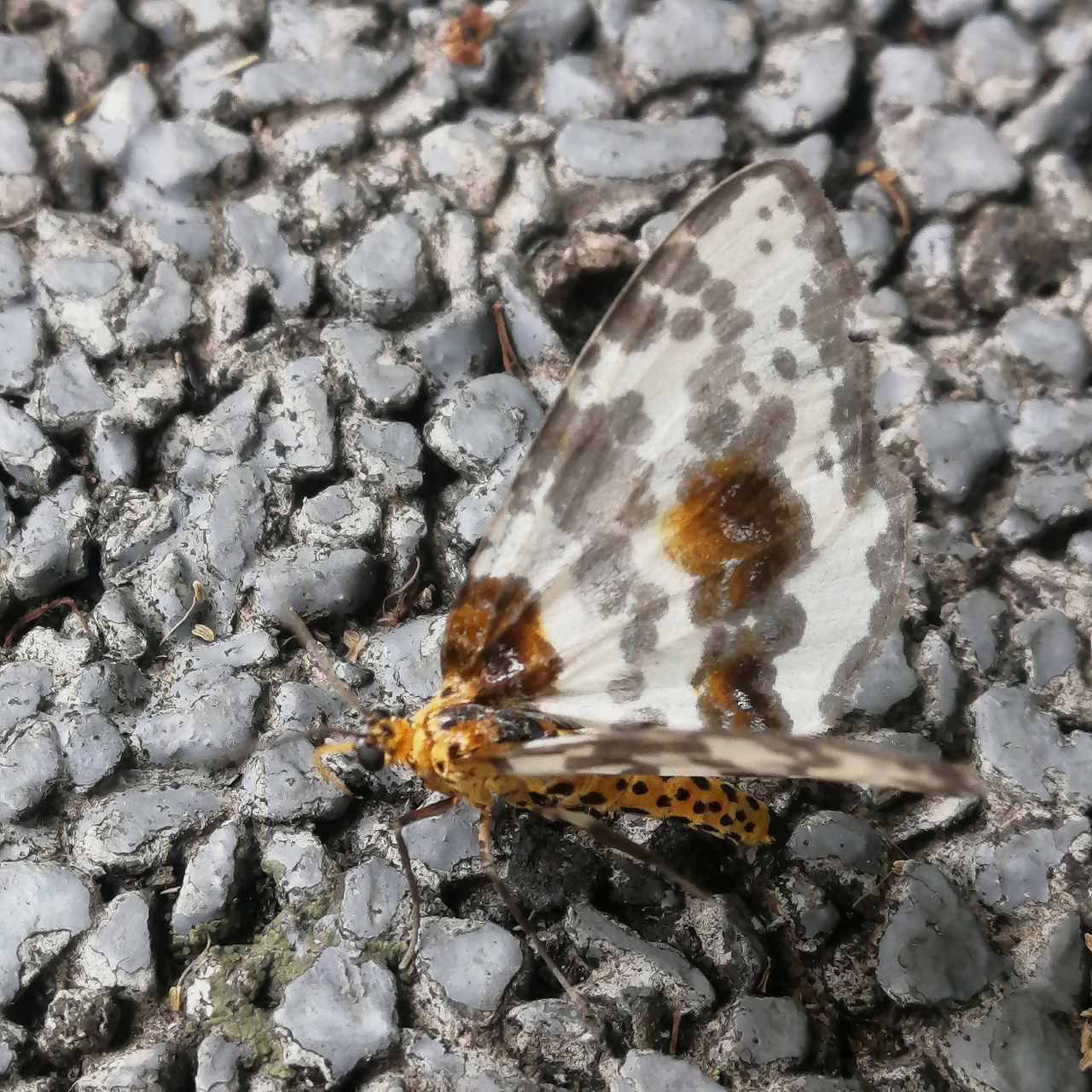 早上出去晨跑,公园的青石路上发现一只蝴蝶,或趴着,或走路,等好久,就