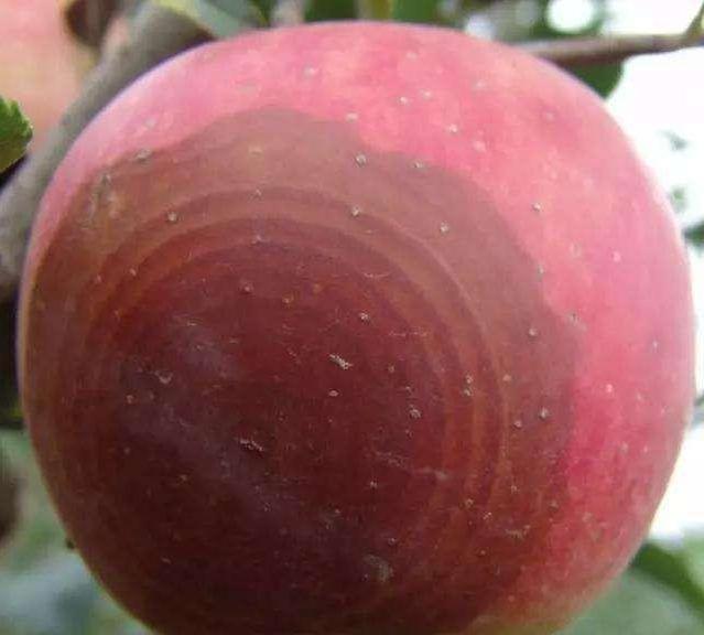 苹果轮纹病是一种真菌性病害,发病规律你摸清了吗?又该如何防治