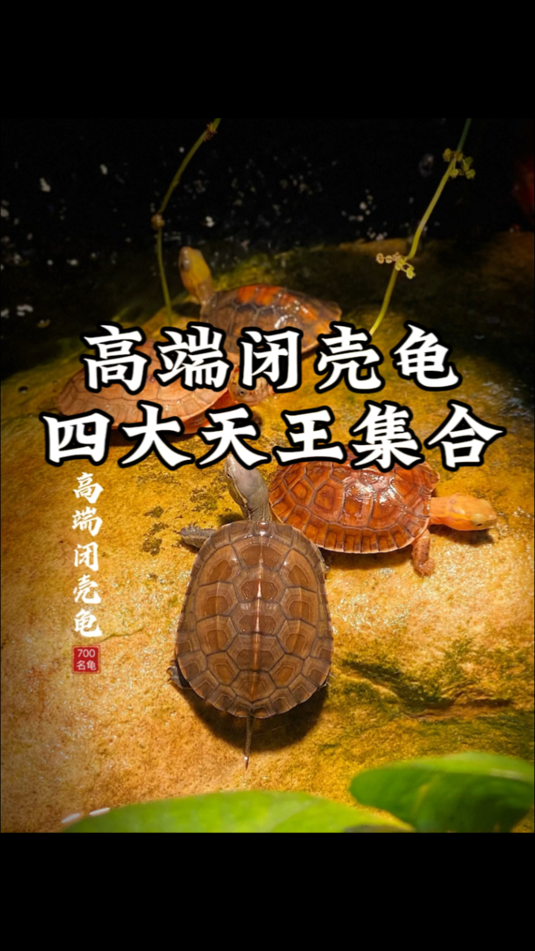 高端闭壳龟的天花板四大天王集合啦,云南闭壳龟,金头闭壳,百色闭壳龟