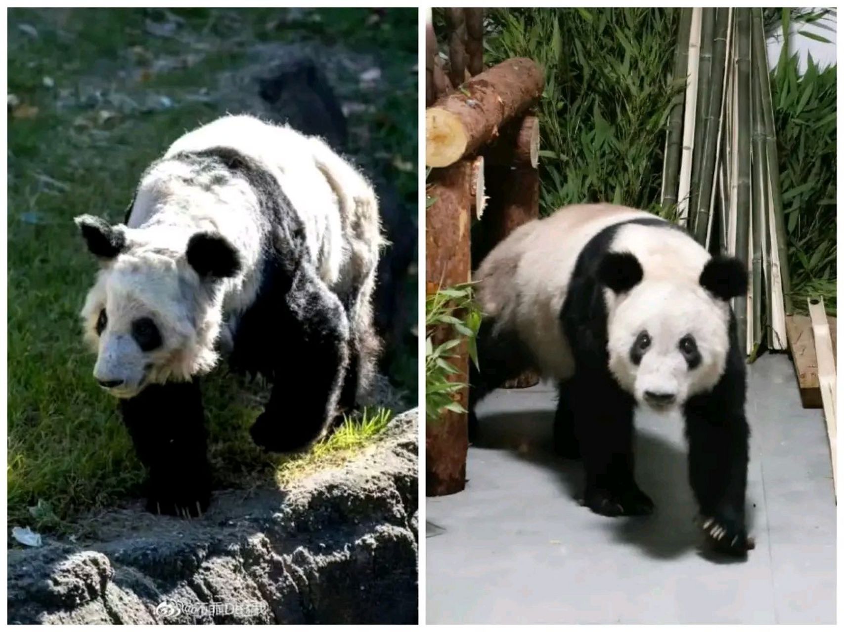 旅美大熊猫丫丫从美国回国后一直在上海隔离,今天凌晨回到北京动物园