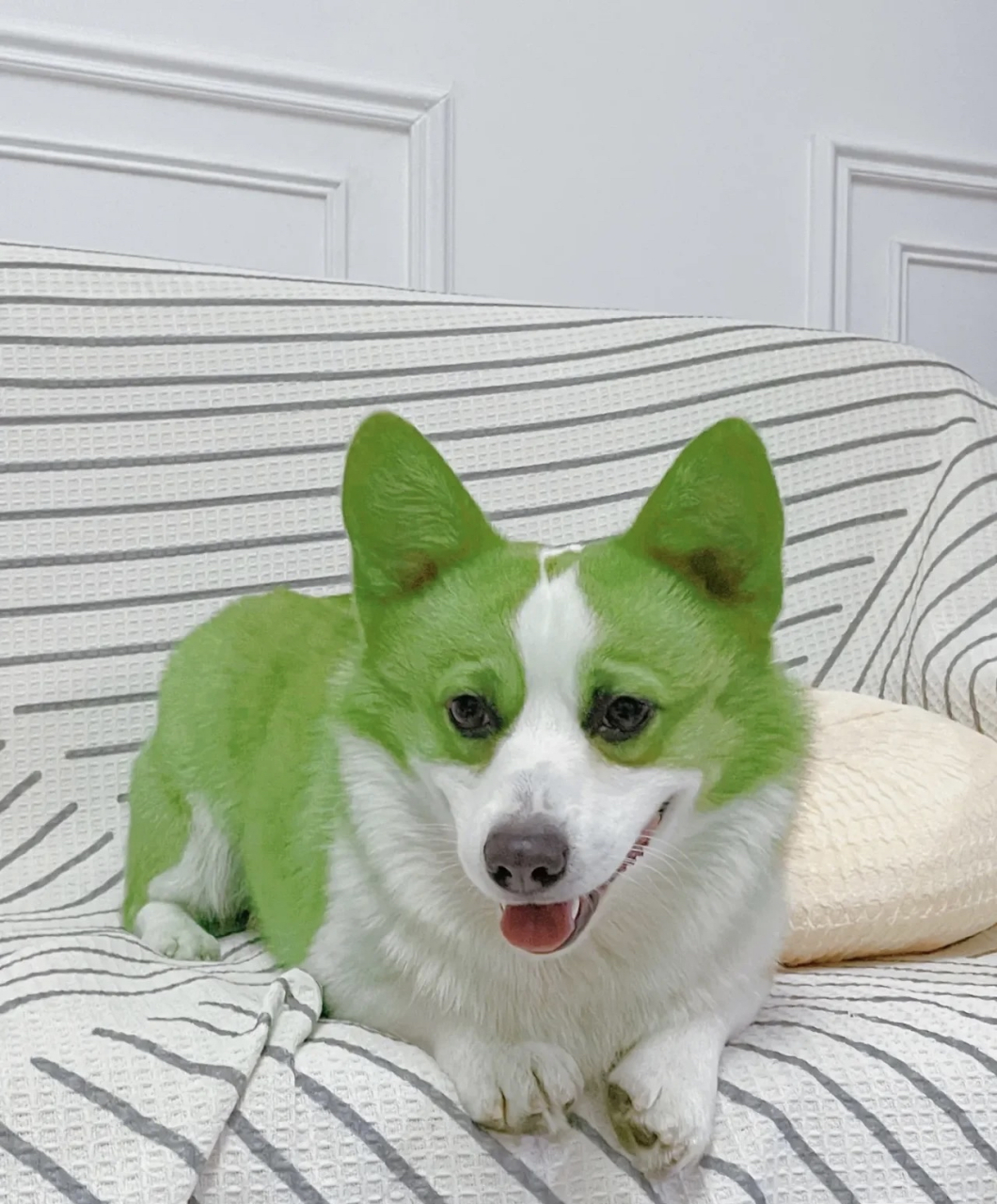 为了提醒我最好的兄弟,把小狗都染绿了,应该他能明白吧!