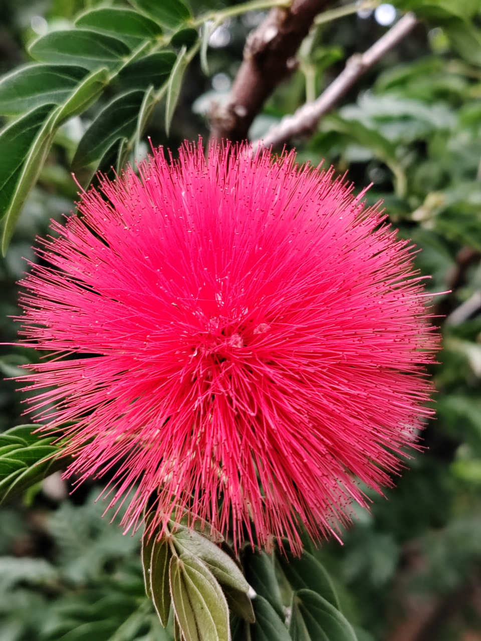 朱樱花的花语图片