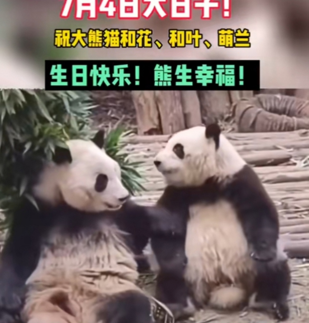 3只顶流熊猫同一天生日