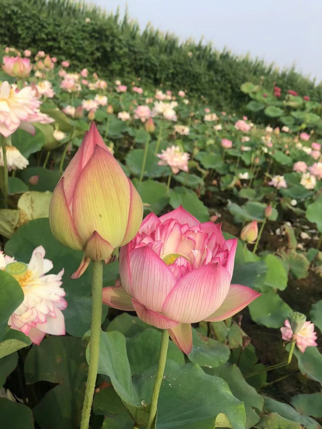 荷花苗批发基地实拍