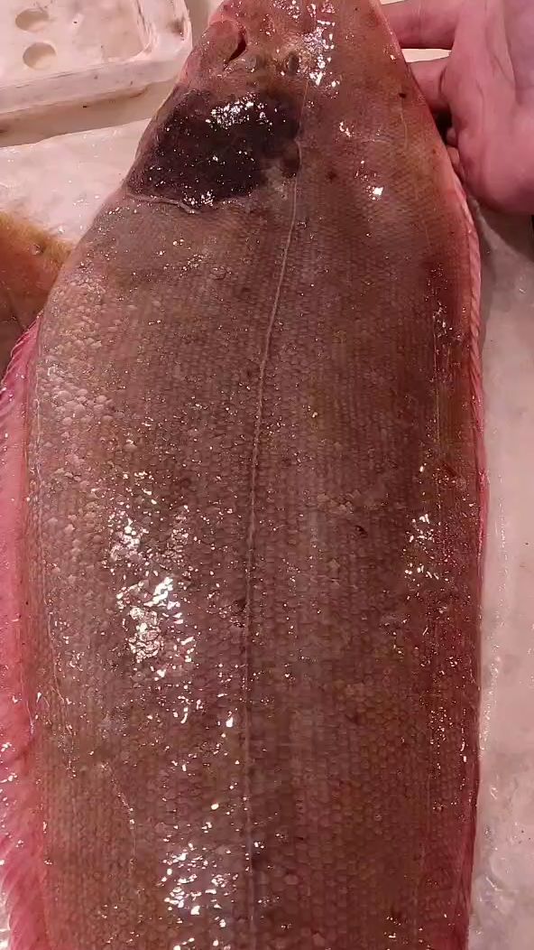 小船野生龙利鱼33斤很漂亮