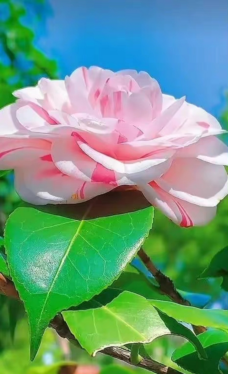 茶花花期在春天与春末夏初,这时节咋还有双色茶花开?奇花呀.