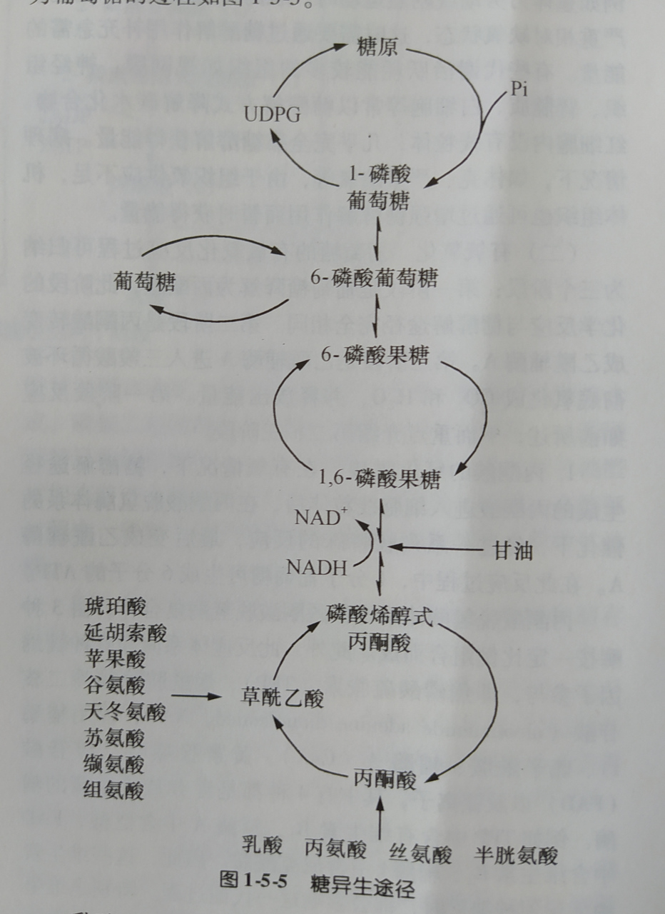 糖异生流程图图片