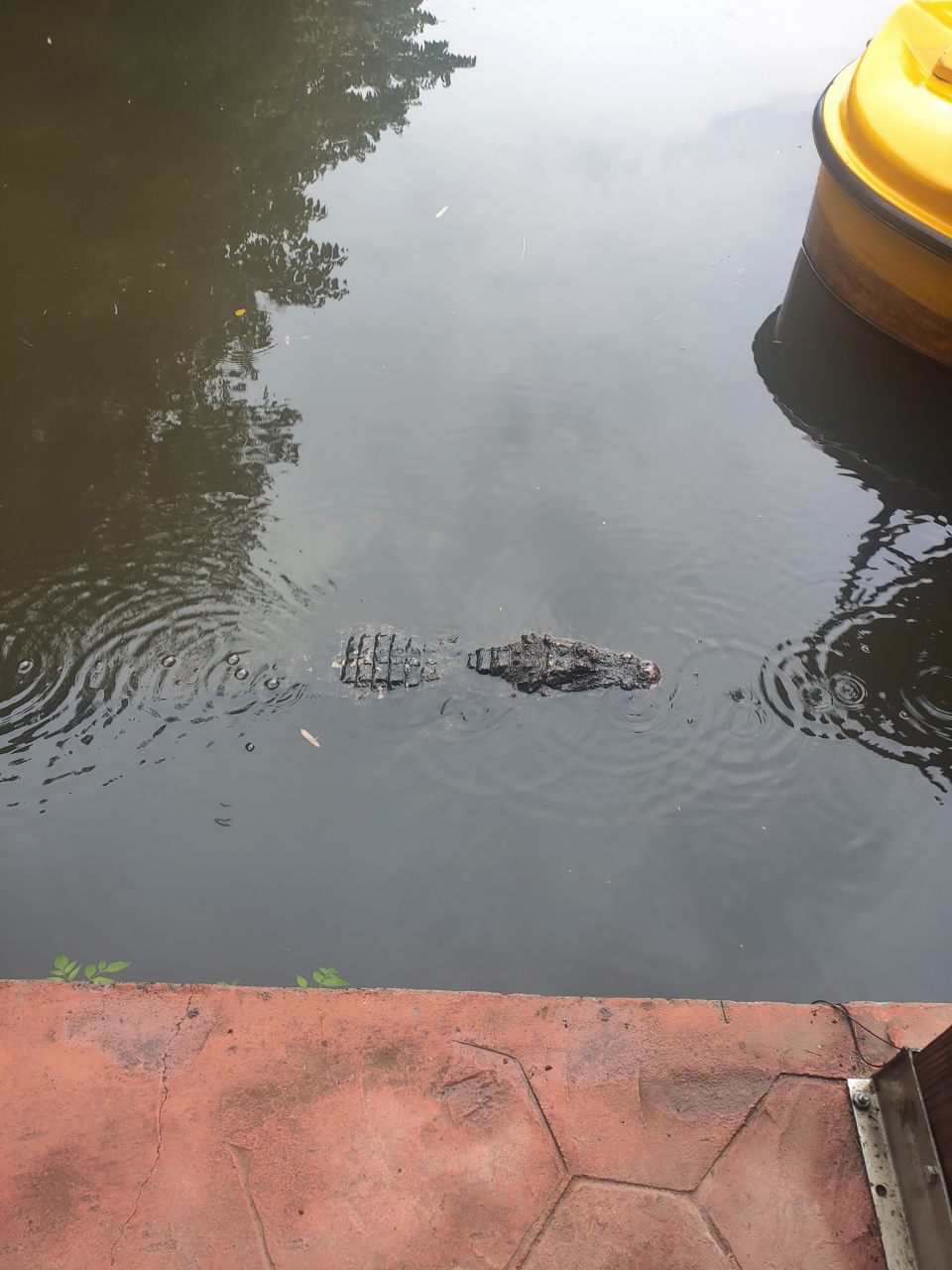 这个石头很危险,据说可以和鸭子五五开[滑稽]