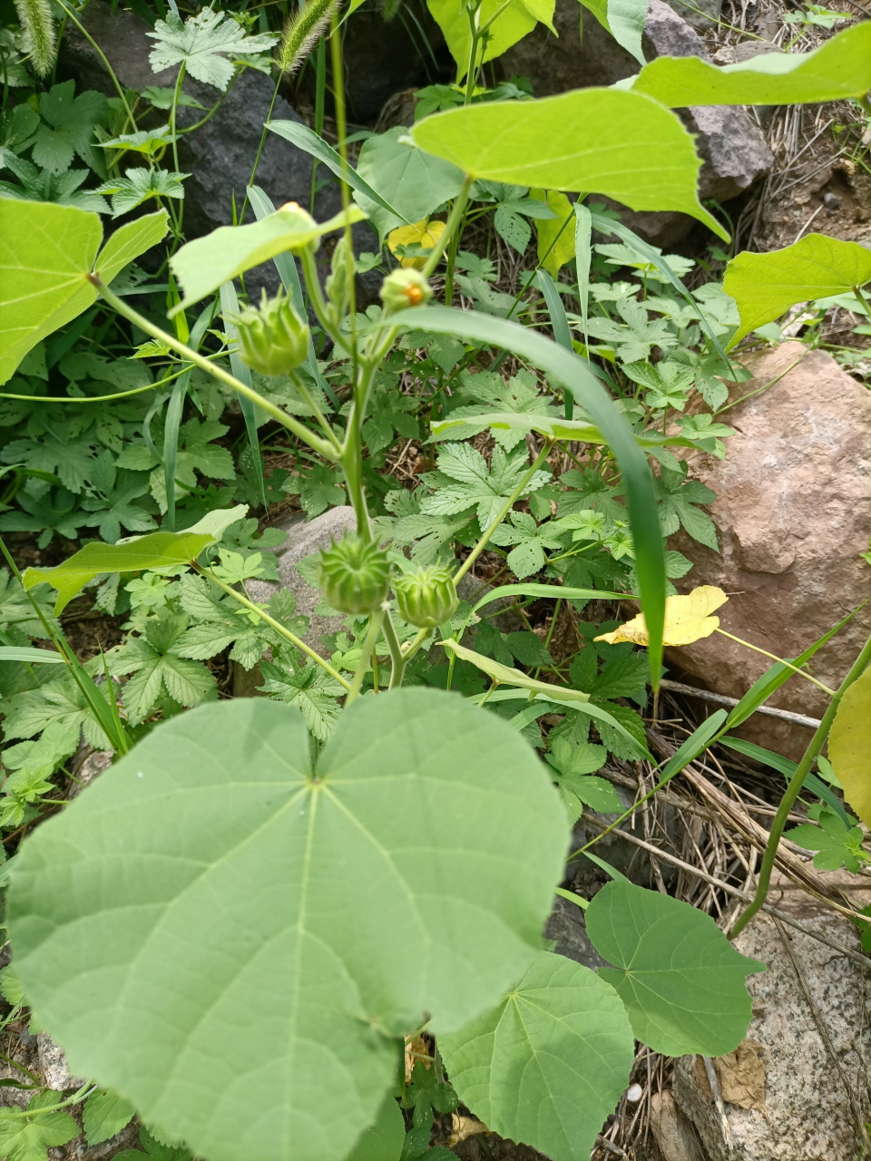 麻包 在田野里 发现了你 记得你的名字 叫麻包 摘了一个 放到嘴里