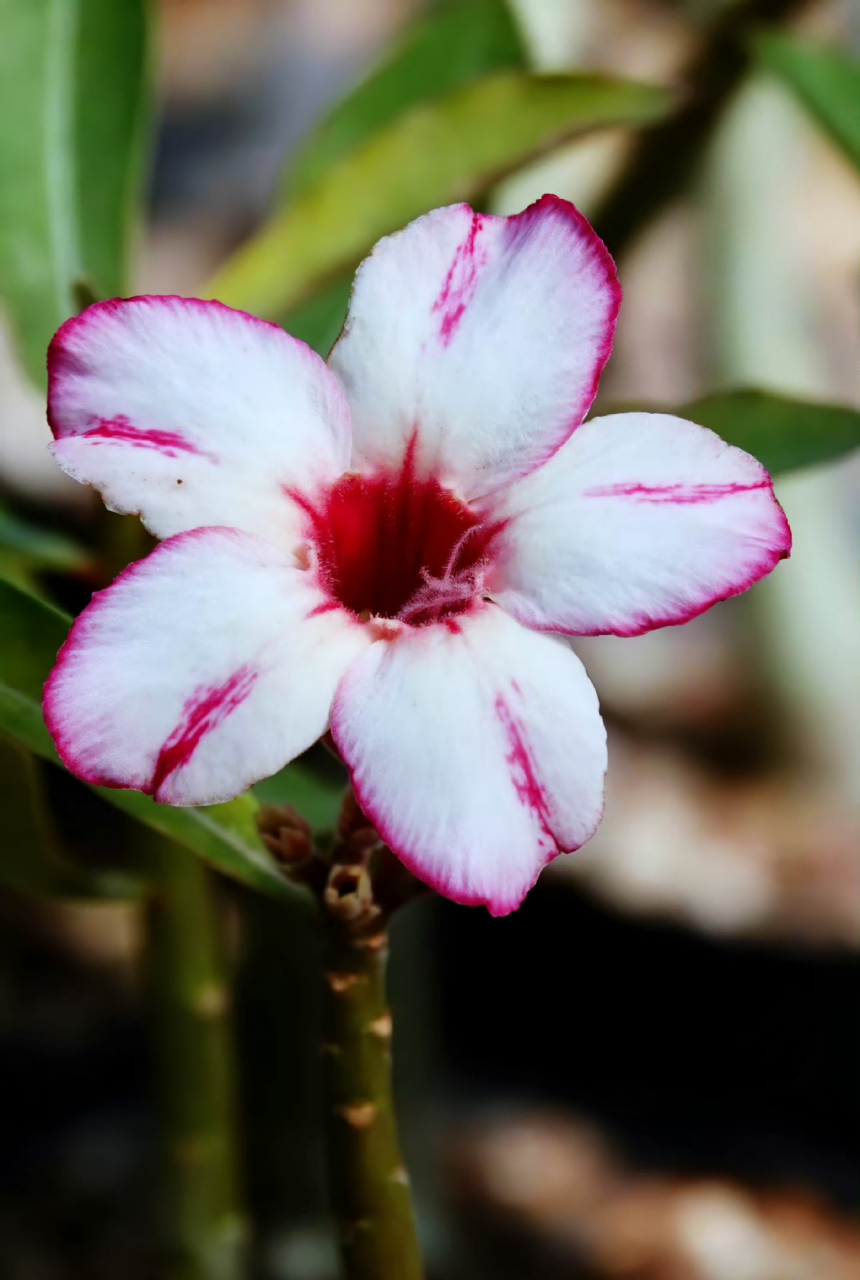 单瓣沙漠玫瑰,阳光很暖  ,微风很甜 , 万物可爱  ,人间值得!