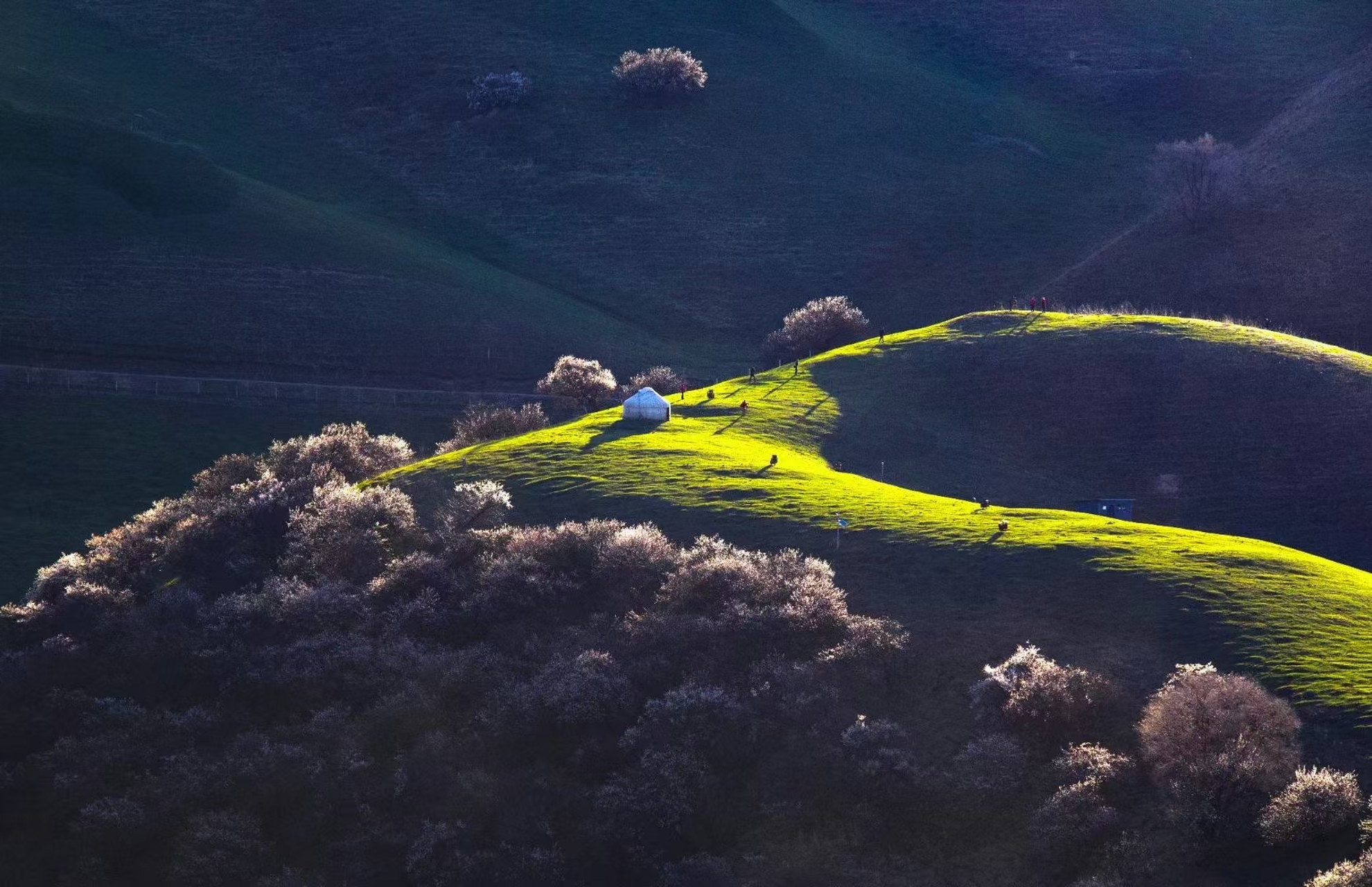 912023年4月4日 99新疆·伊犁·新源县·那拉提杏花谷 如果随心飞