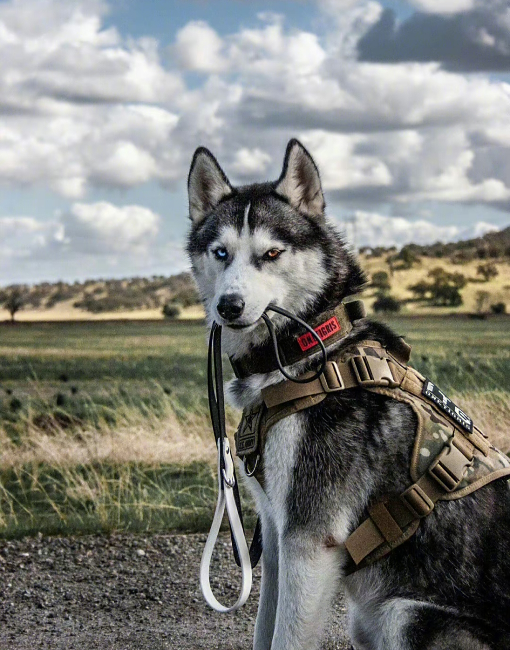 拥有异瞳的阿拉斯加绝对是草原上最靓的仔,就看这造型帅不帅