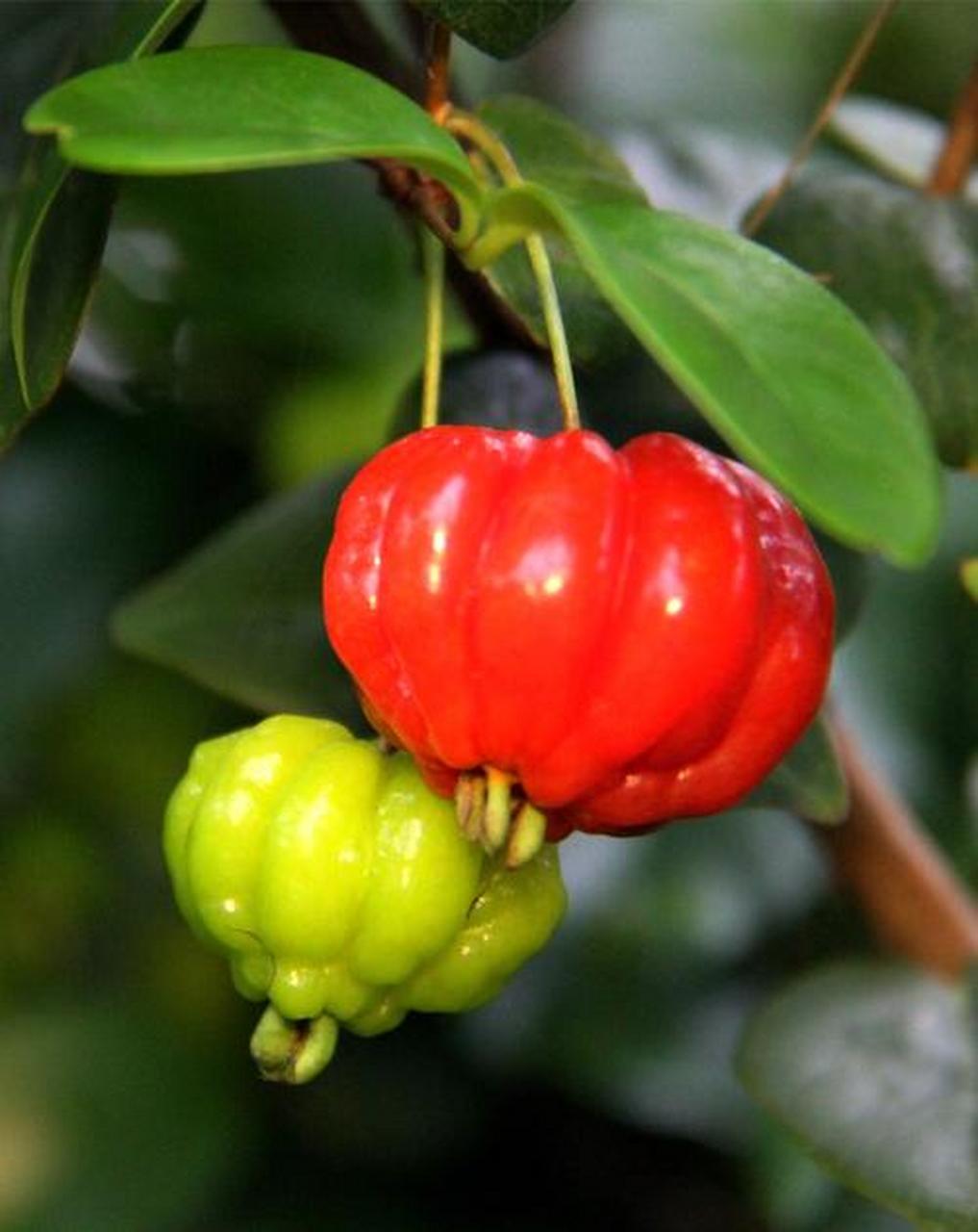 分享植物:寓意美好的巴西红果仔  巴西红果仔是一种具有美好寓意的