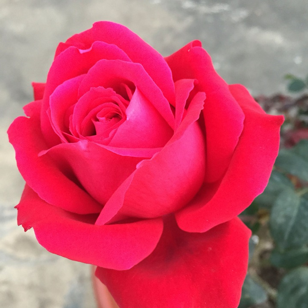 月季花—亚力克红. 传统的中国红,让亚力克红月季显得格外夺目.