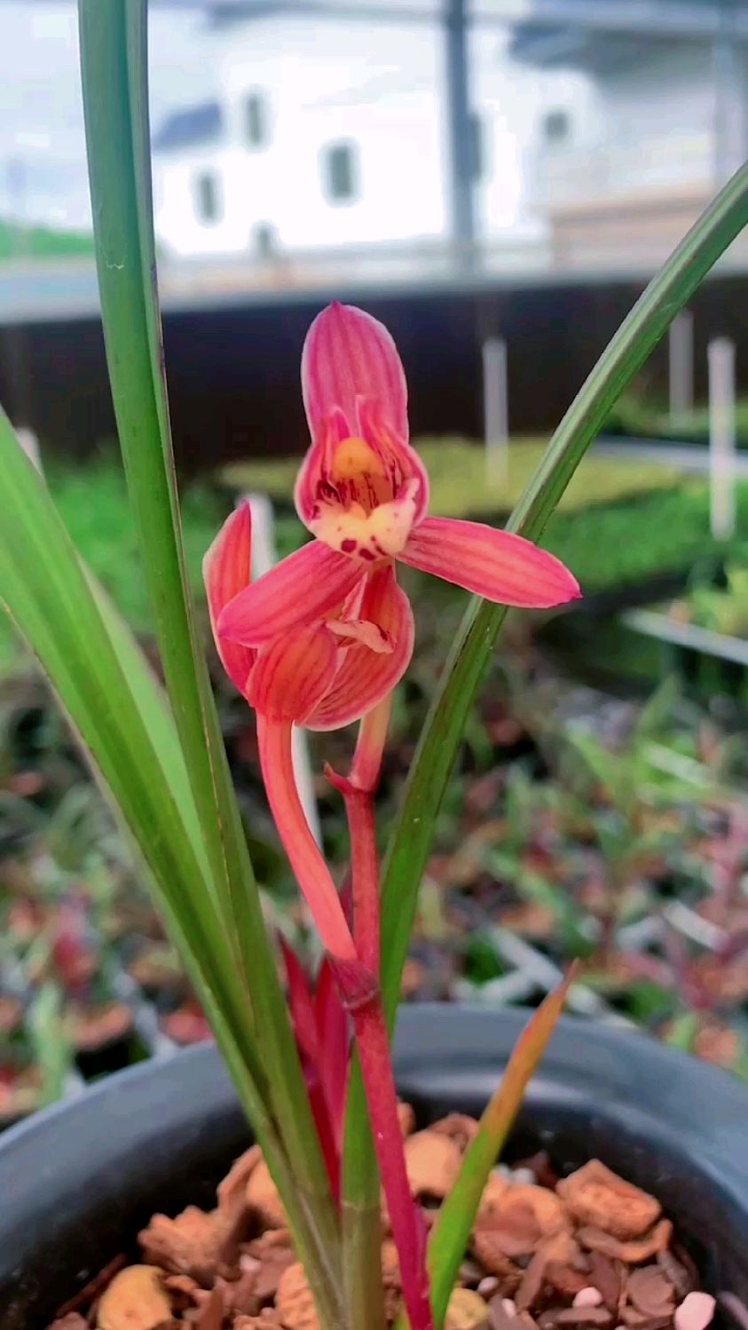 红草红荷兰花欣赏一下