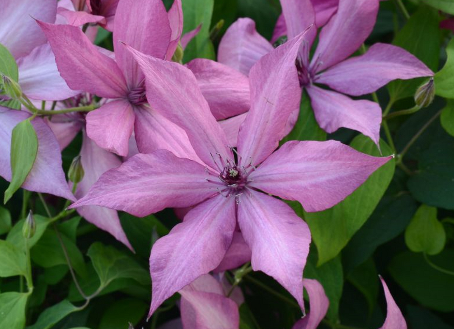 秋季开花的铁线莲—"吉赛尔",一年两季开花,见花不见叶.