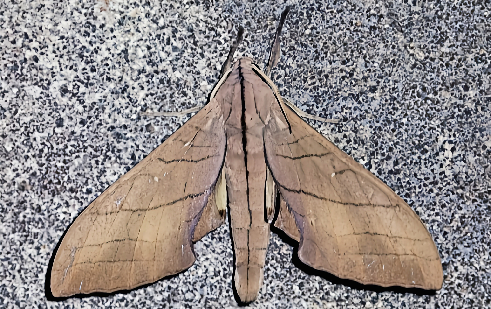 每天认识一种昆虫——樟六点天蛾 樟六点天蛾又名冠六点天蛾,直翅六点