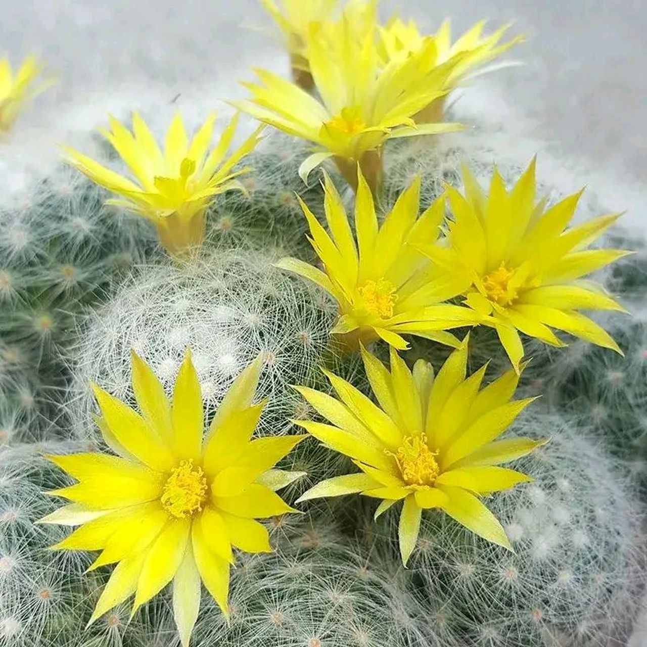 黄色仙人掌花