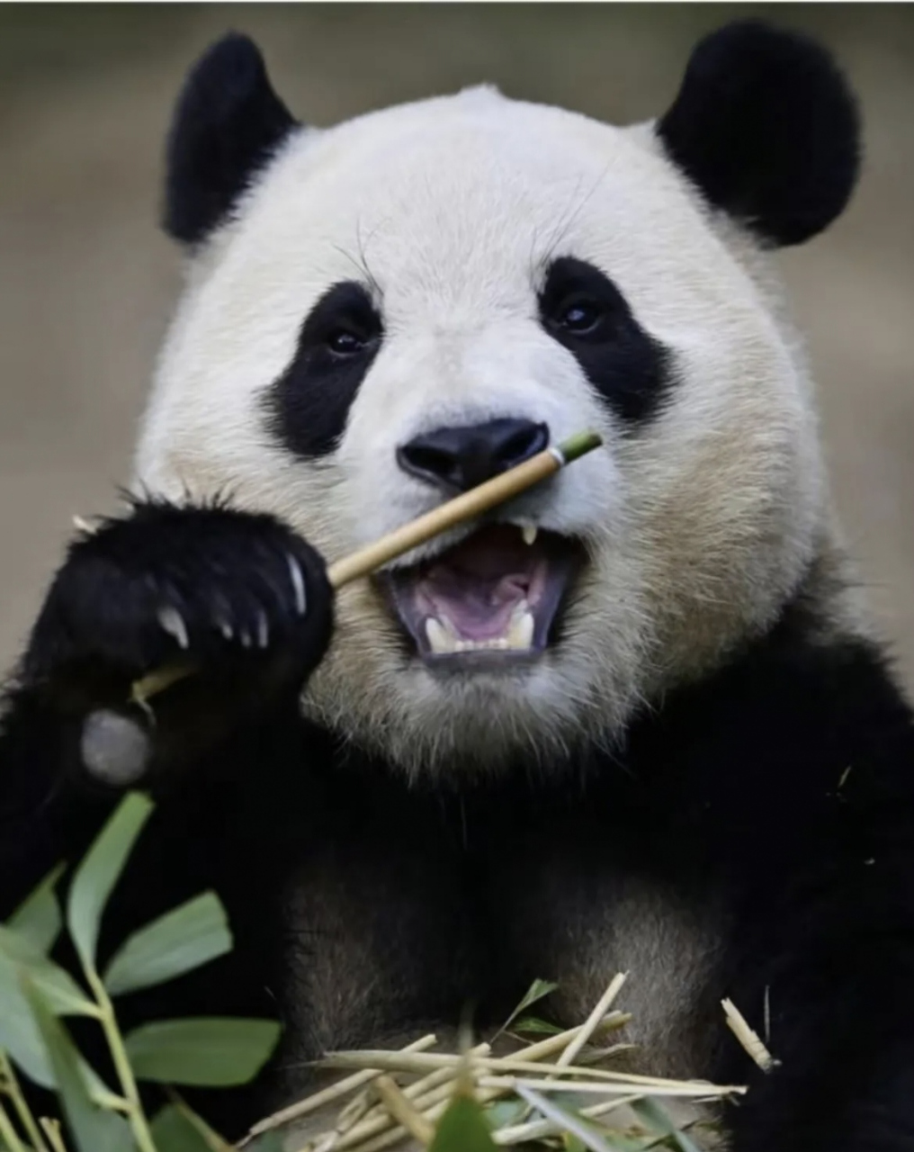 原来福宝那么多高清的照片都是他拍的,众所周知福宝有很多站哥站姐