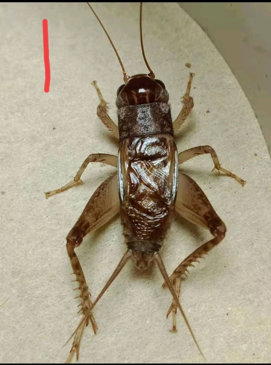 山东宁阳黑风口,九条异虫蛐蛐 为大家分享九只我们今年捉到的异虫蛐蛐